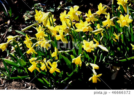 三鷹中原に咲くミニセイヨウスイセン 46666372