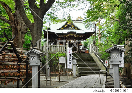 藤沢市の町並み　白旗神社の境内と本殿 46666464