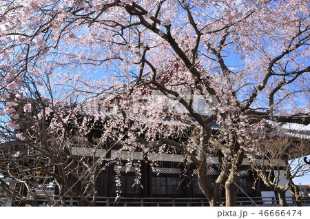 鎌倉本覚寺の枝垂れ桜と青空 鎌倉本覚寺の枝垂れ桜と青空 46666474