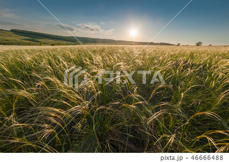 Landscape with feather grass Landscape with feather grass 46666488