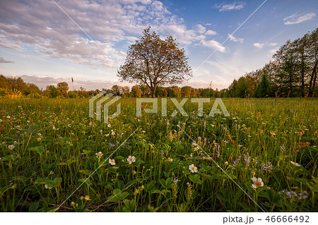 Landscape with strawberry flowers Landscape with strawberry flowers 46666492