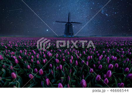Night Field of Tulips and Windmill 46666544