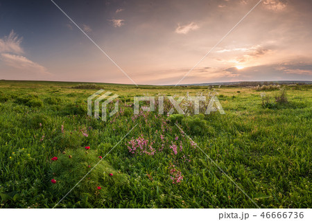 Spring meadow 46666736