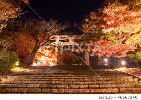 綺麗な紅葉のライトアップ 46667340