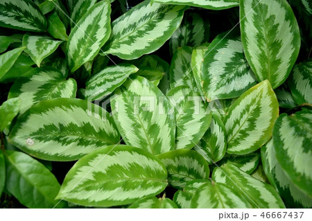 観葉植物 カラテア・パングアナ 斑入りの葉 観葉植物 カラテア・パングアナ 斑入りの葉 46667437