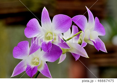 調布の植物園に咲くデンドロビウム 46667475