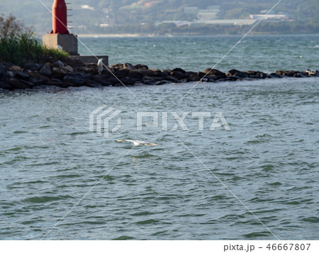 bird at riverside 46667807