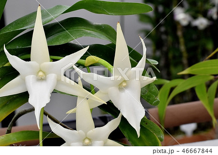 調布の植物園に咲くアングレカムセスキペダレの写真素材 [46667844] - PIXTA