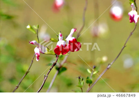 三鷹中原に咲くサルビアミクロフィラ 46667849