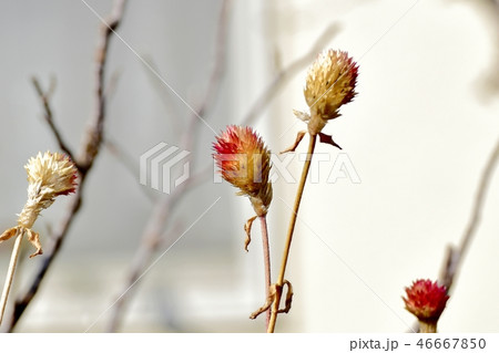 三鷹中原枯れたセンニチコウ 46667850
