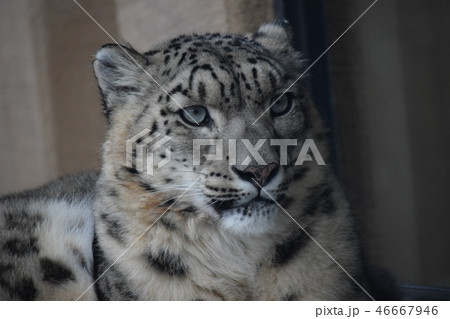 ユキヒョウ ユキヒョウ 46667946