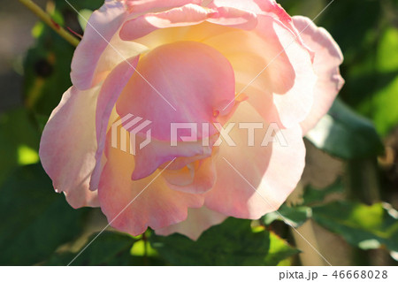 淡いピンクとアプリケットのバラ 46668028