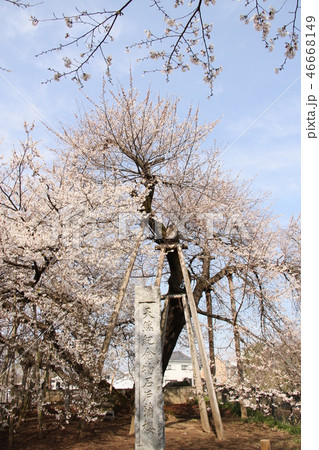 石戸蒲ザクラ 石戸蒲ザクラ 46668149