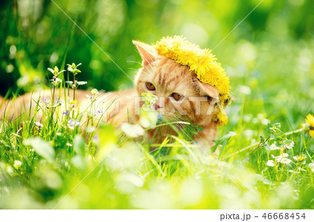 small red kitten lying on a dandelion field 46668454