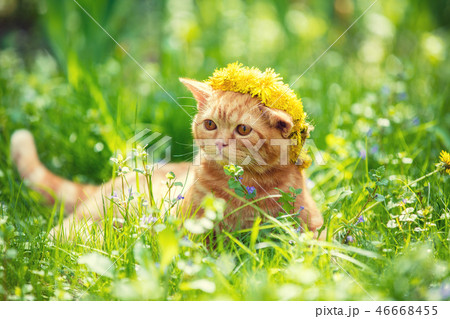 The red cat is wearing a flowers wreath The red cat is wearing a flowers wreath 46668455