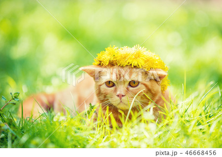 The red cat is wearing a flowers wreath The red cat is wearing a flowers wreath 46668456