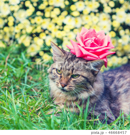 Siberian cat with flowers on the head 46668457
