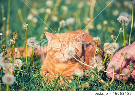 little kitten lying on the dandelion field 46668459