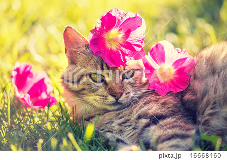Siberian cat with red mallow flowers on the head Siberian cat with red mallow flowers on the head 46668460