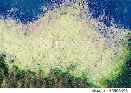 Natural abstract background. Wetland, bog surface 46668498