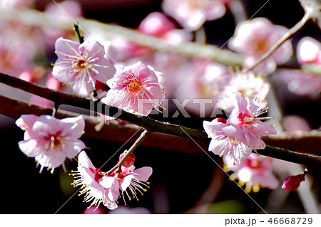 三鷹中原に咲くコウバイ（紅梅） 46668729