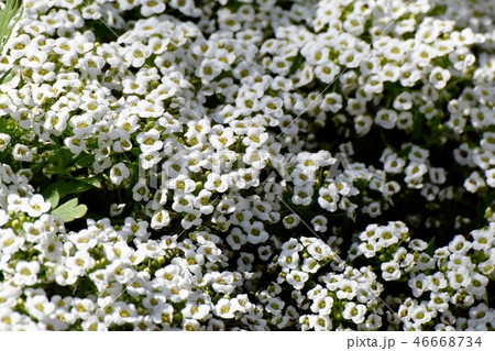 三鷹中原に咲くアリッサム 46668734