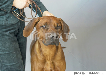 Rhodesian ridgeback shorthair hunting dog looking 46668862