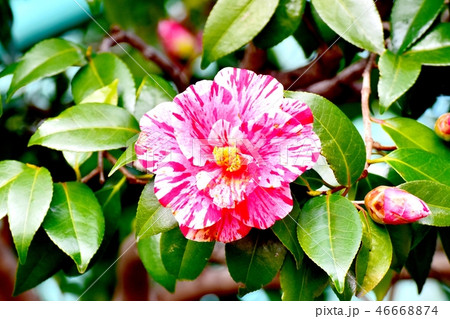 三鷹中原に咲く斑入りヤブツバキ 46668874