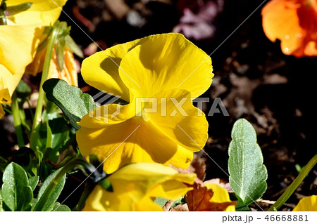 三鷹中原に咲く黄色いパンジー 46668881