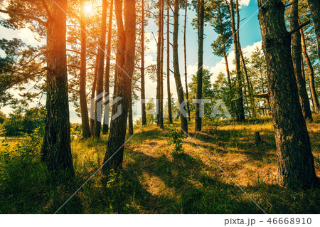 Pine forest on the shore of the Baltic Sea. Latvia 46668910