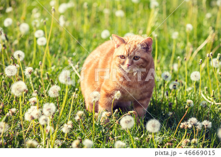 Red tabby cat walks on the blowball lawn 46669015