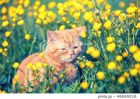 Red tabby cat enjoying the sun on the flower lawn Red tabby cat enjoying the sun on the flower lawn 46669016