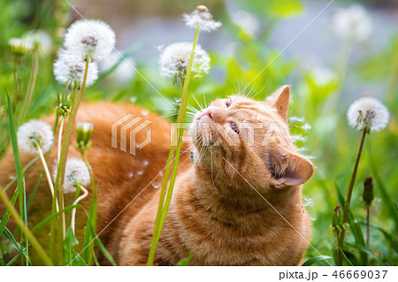 little red kitten lying on the dandelion field little red kitten lying on the dandelion field 46669037