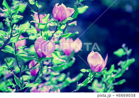 Blossoming magnolia flowers 46669038