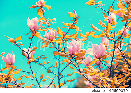 Blossoming magnolia flowers Blossoming magnolia flowers 46669039