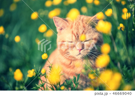Red tabby cat enjoying the sun on the flower lawn 46669040