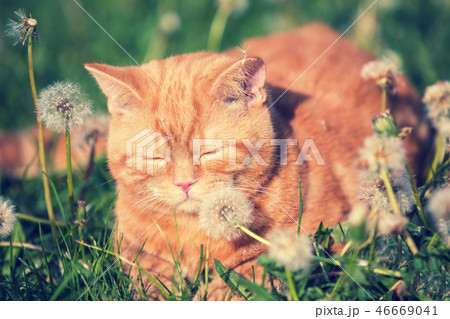 Red tabby cat enjoying the sun on the meadow 46669041