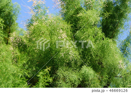 御柳　ギョリュウ　花言葉は「悪さ」 46669126