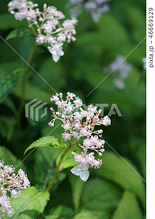 草紫陽花 クサアジサイ 花言葉は「移り気」 草紫陽花 クサアジサイ 花言葉は「移り気」 46669129