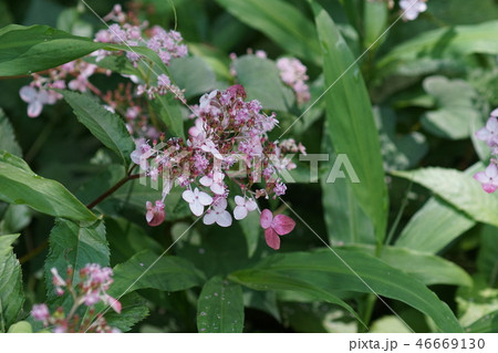 草紫陽花 クサアジサイ　花言葉は「移り気」 46669130
