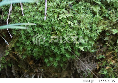 玉苔と忍苔 玉苔と忍苔 46669135