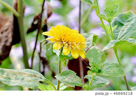 三鷹中原に咲くヒメヒマワリ 46669218