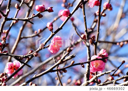 三鷹中原に咲くコウバイ（紅梅） 46669302