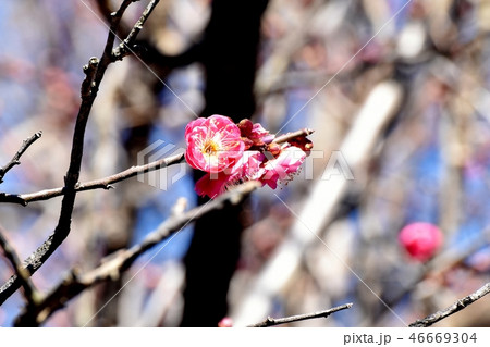 三鷹中原に咲くコウバイ(紅梅) 三鷹中原に咲くコウバイ(紅梅) 46669304