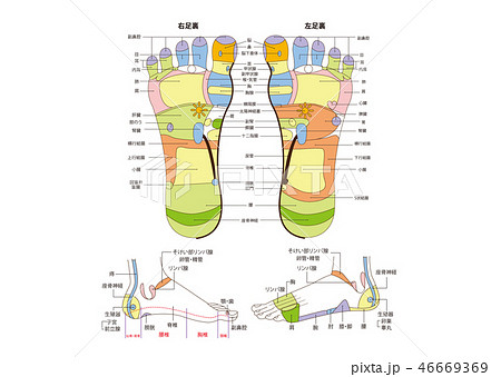 足裏の反射区のイラスト素材