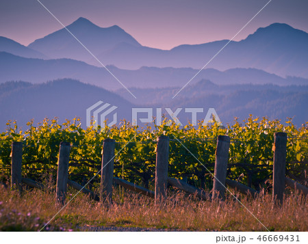 Vineyard with mountain background Vineyard with mountain background 46669431