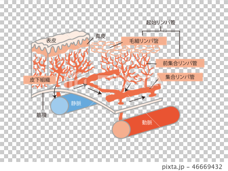 リンパの仕組み 46669432