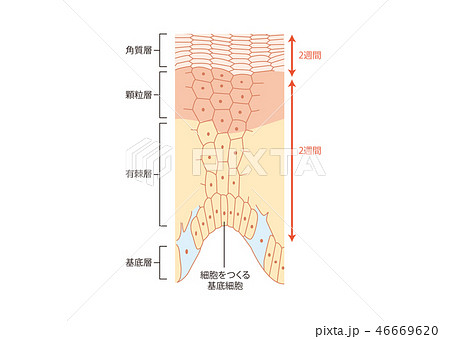 肌のターンオーバー 肌のターンオーバー 46669620