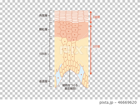 肌のターンオーバー 肌のターンオーバー 46669620