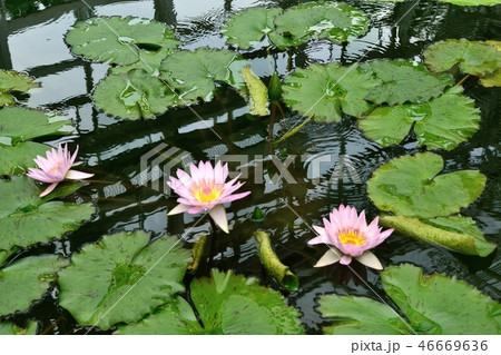 熱帯スイレン "ジェネラル・パーシング" water lily 熱帯スイレン "ジェネラル・パーシング" water lily 46669636
